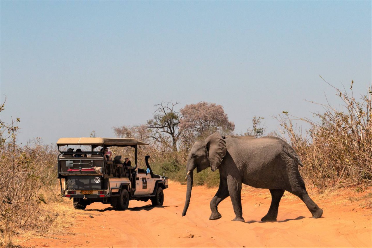 Afbeelding van Botswana Natuur En Wildparken Olifant Chobe Ramon Lucas Cape