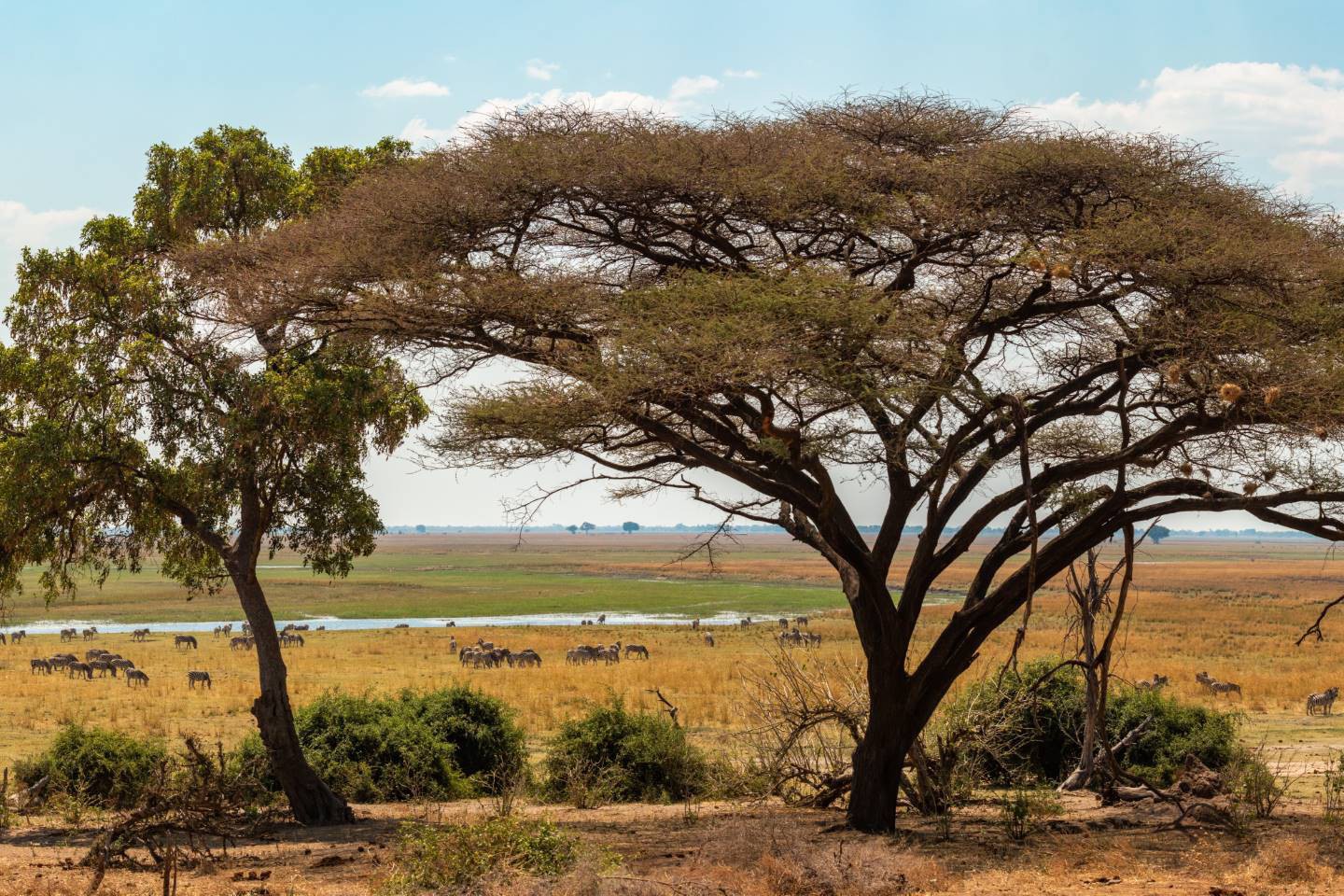 Afbeelding van Botswana Rondreizen Savuti Naar Chobe Ramon Lucas Cape Tracks