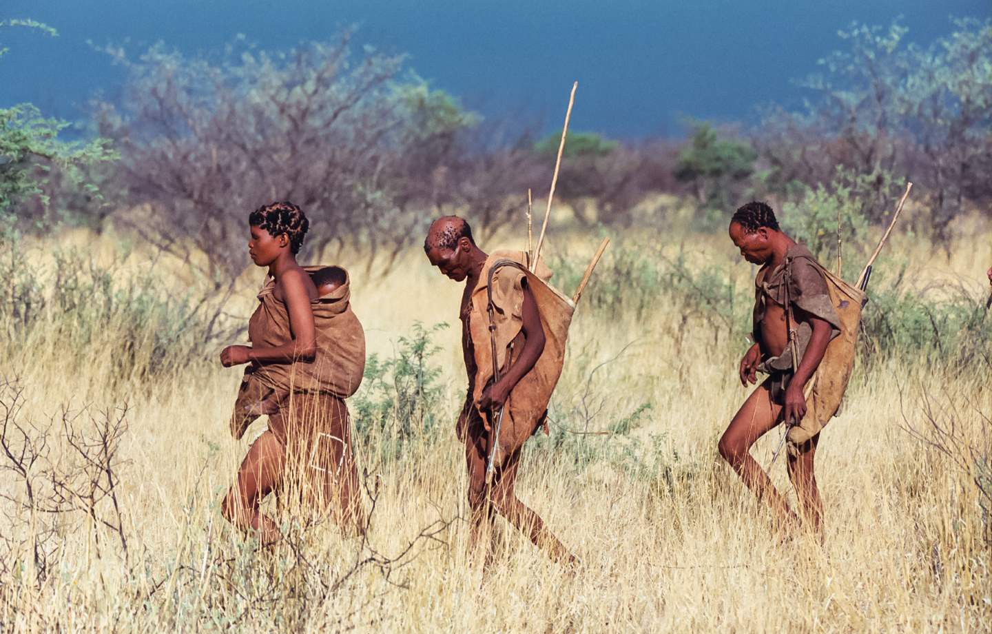 Centrale Kalahari Nationaal Park