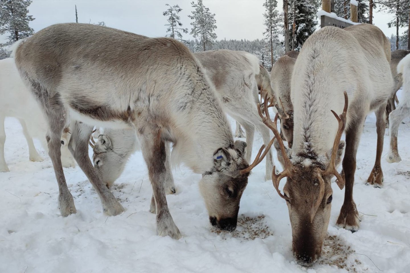 Afbeelding van Cape Tracks Rendieren Zweeds Lapland