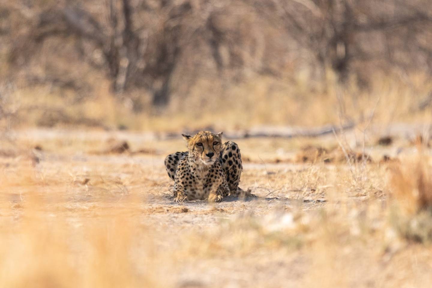 Makgadikgadi en Nxai Pans National Park