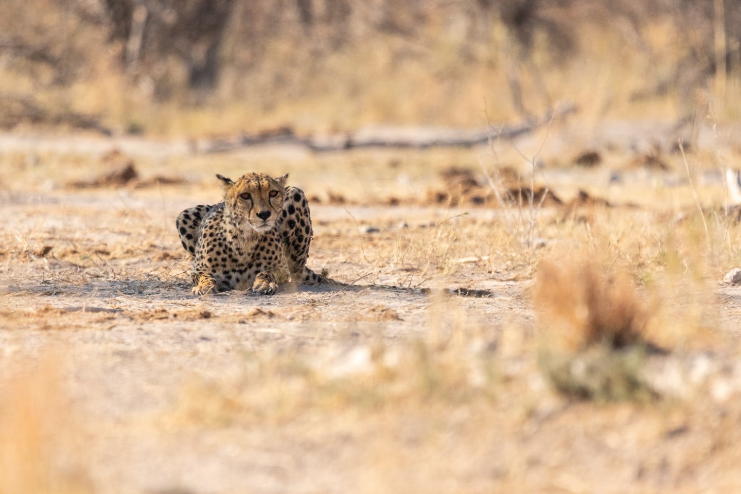 Afbeelding van Cheetah Botswana Suid Afrika Reise