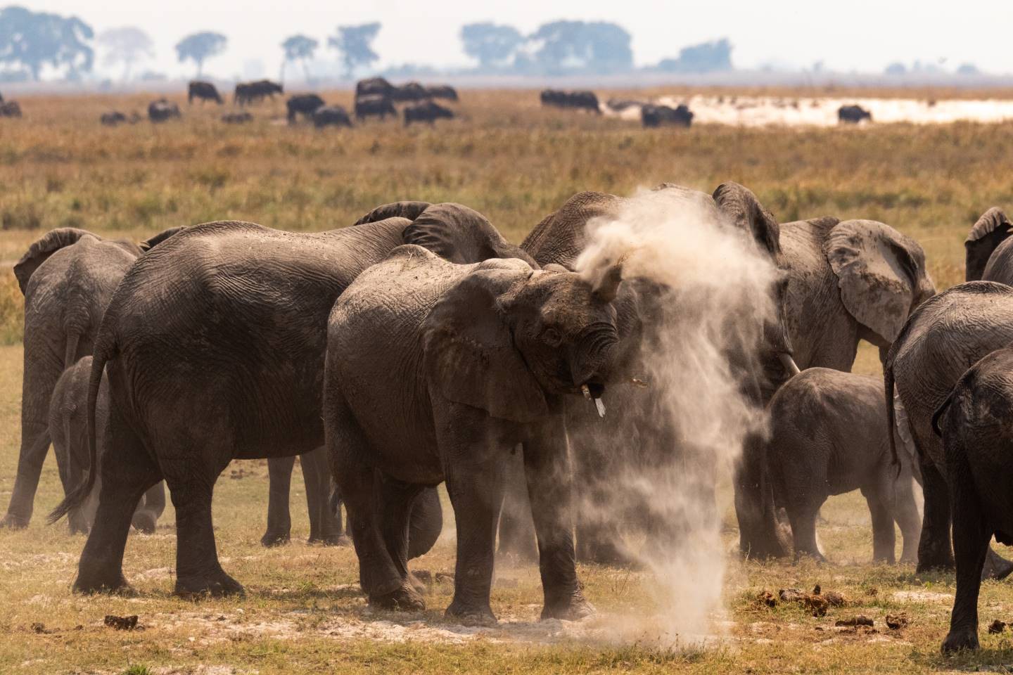 Afbeelding van Chobe Olifanten Suid Afrika Reise