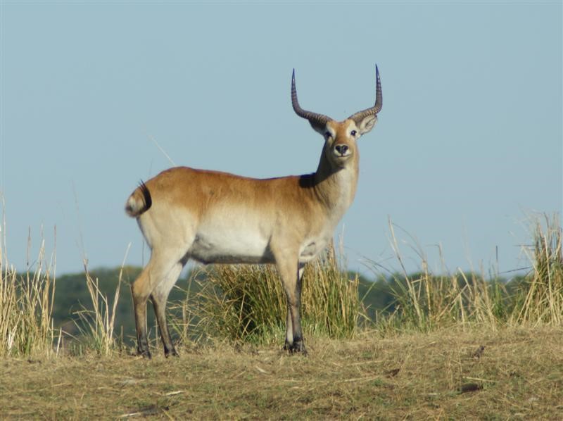 Afbeelding van Chobe Common Reedbock 907