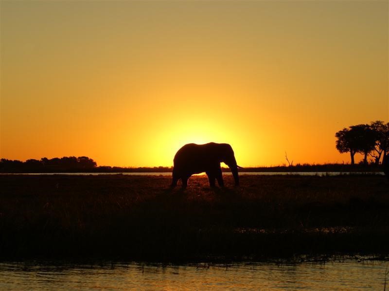 Afbeelding van Chobe Riviersafari 9474