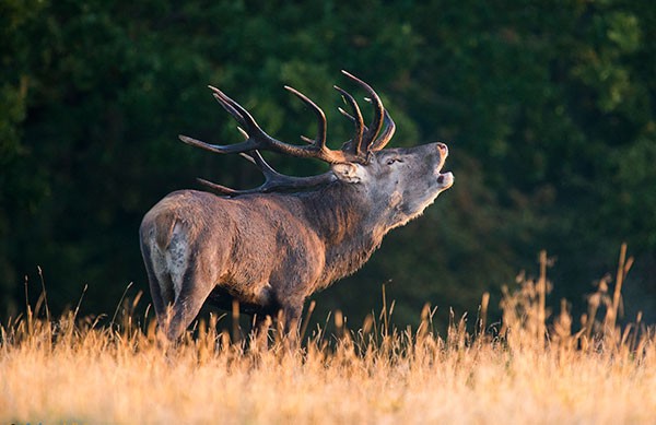 Afbeelding van Edelhert Safari In Hasselfors In Zweden Naturguide Tiveden