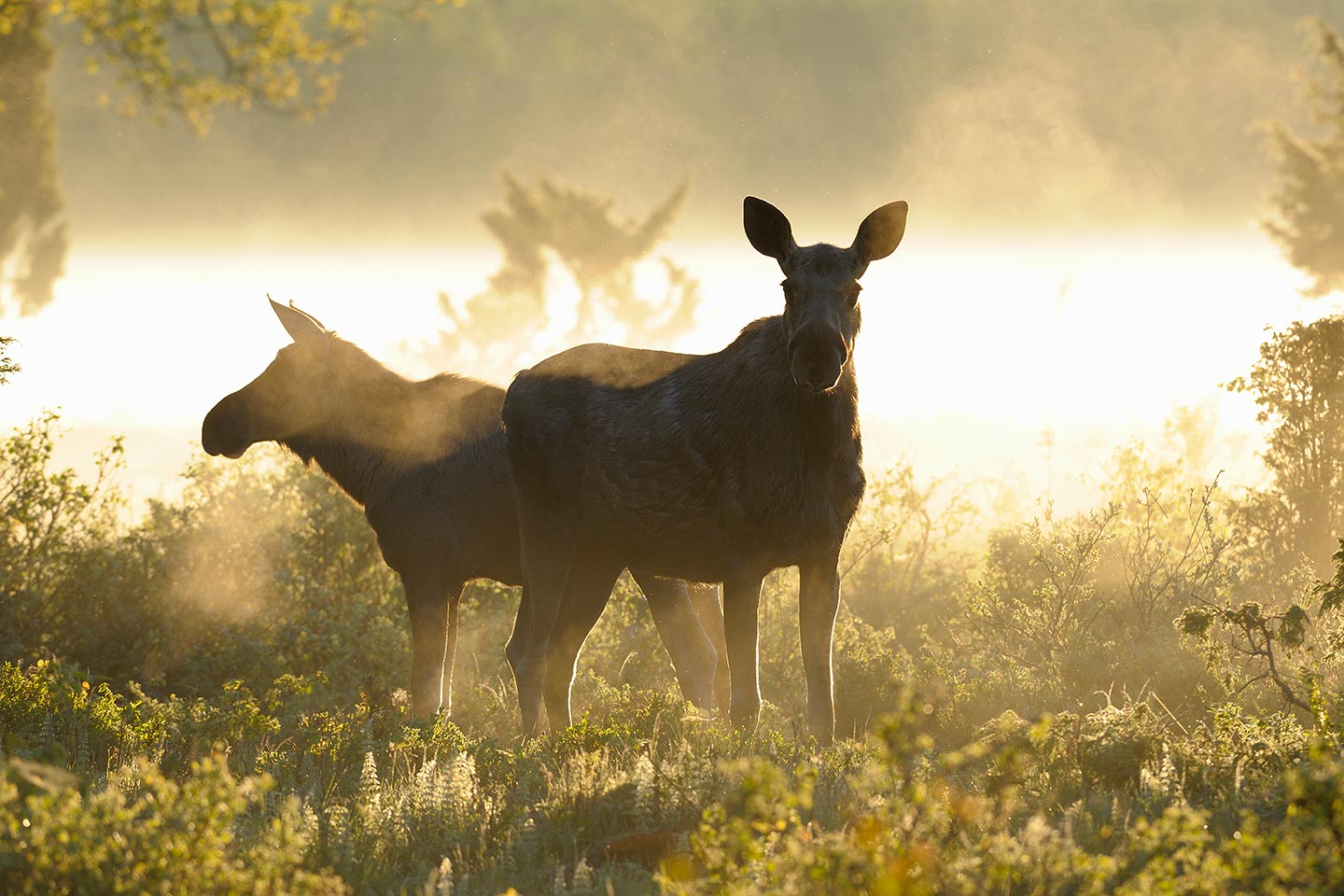 Afbeelding van Eland Eddie Granlund