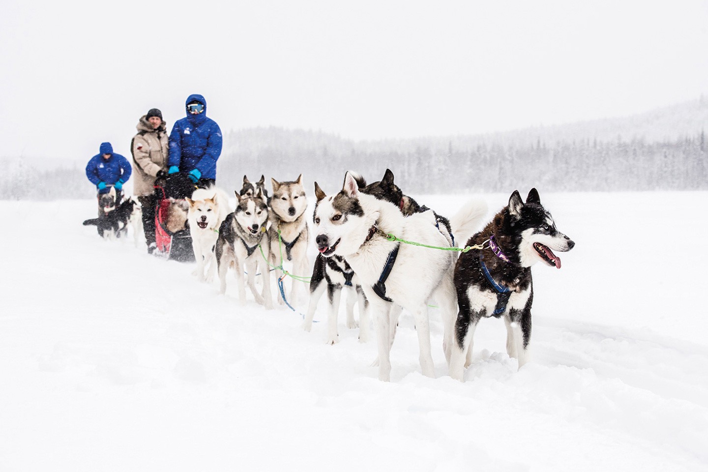 Ello Hoofdafbeelding Ted Logart Dog Sledding Afbeelding van Ello Hoofdafbeelding Ted Logart Dog Sledding
