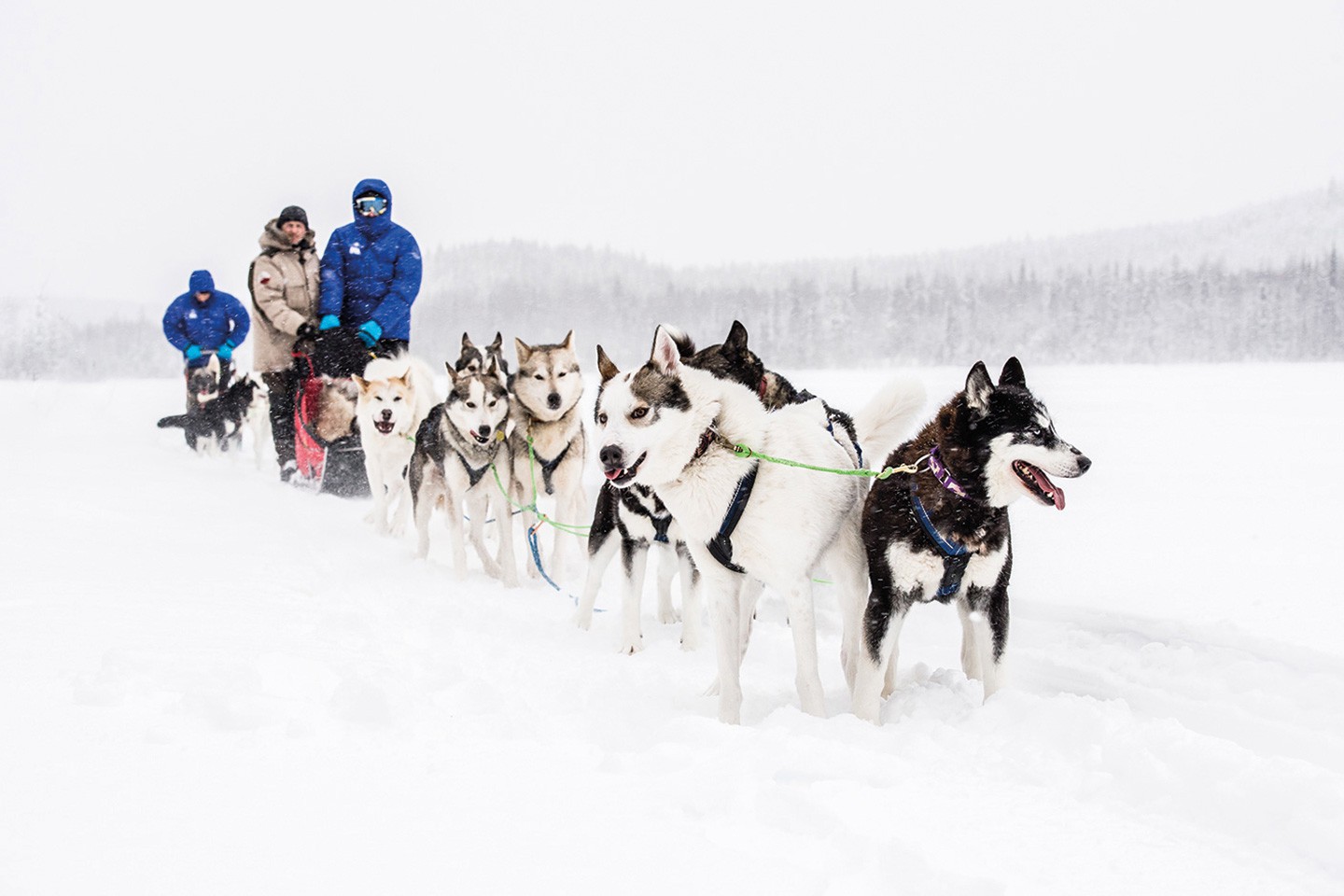 Afbeelding van Ello Hoofdafbeelding Ted Logart Dog Sledding