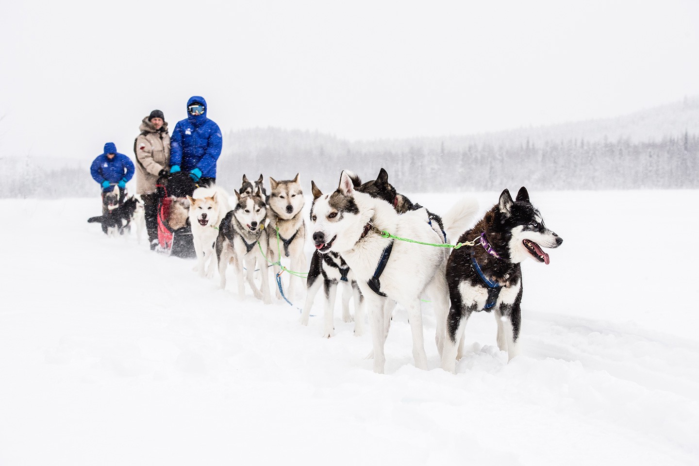 Ello Hoofdafbeelding Ted Logart Dog Sledding Afbeelding van Ello Hoofdafbeelding Ted Logart Dog Sledding