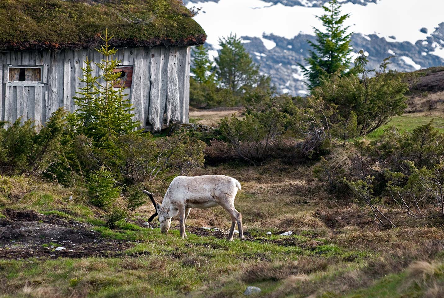 Afbeelding van Embla Reindeer At Utvikfjellet CH VisitNorway