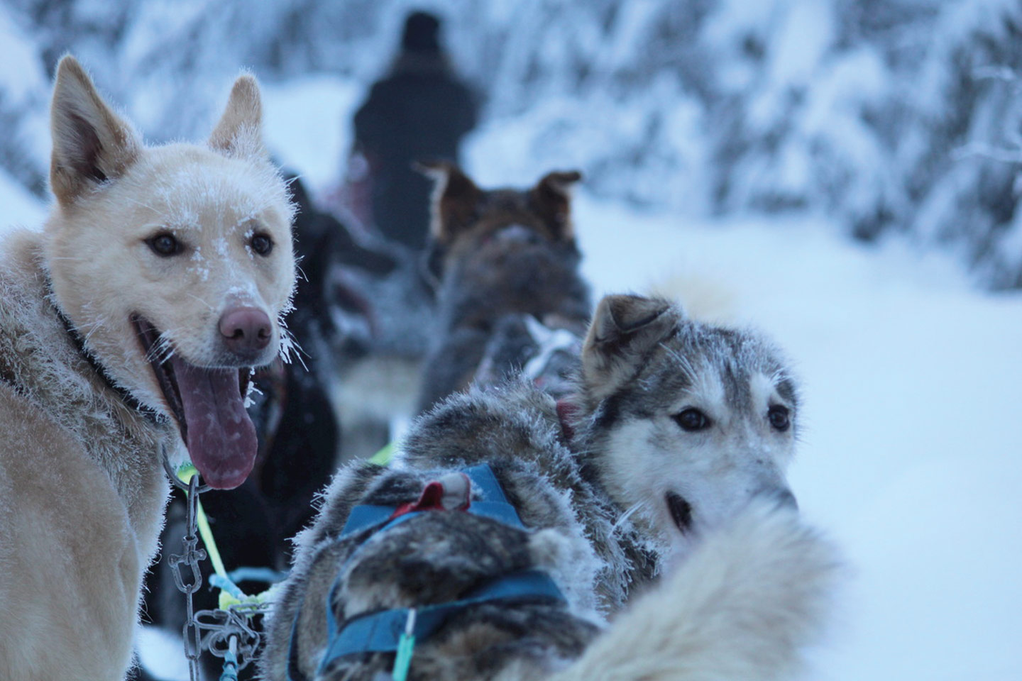 Afbeelding van Esther Baas Geilo Omgeving Winter Hondensledetocht