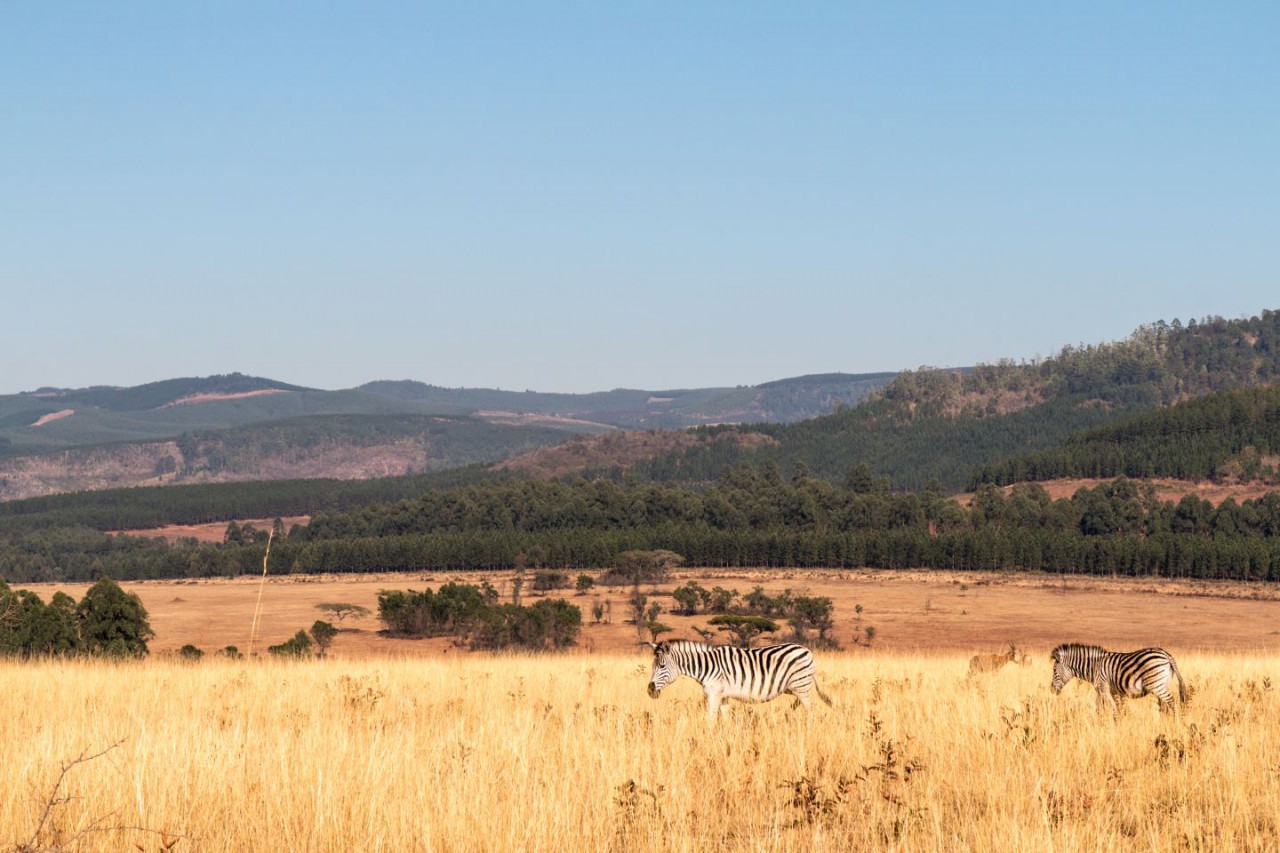 Afbeelding van Eswatini Natuur En Wildparken Zebra Mlilwane Swaziland Ramon Lucas Cape