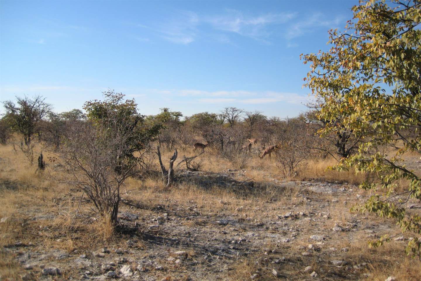 Etosha Nationaal Park