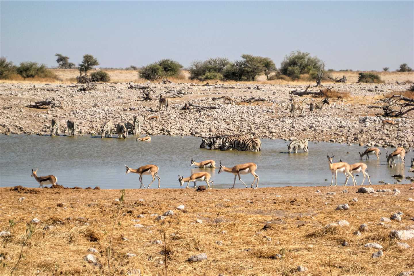 Etosha Nationaal Park