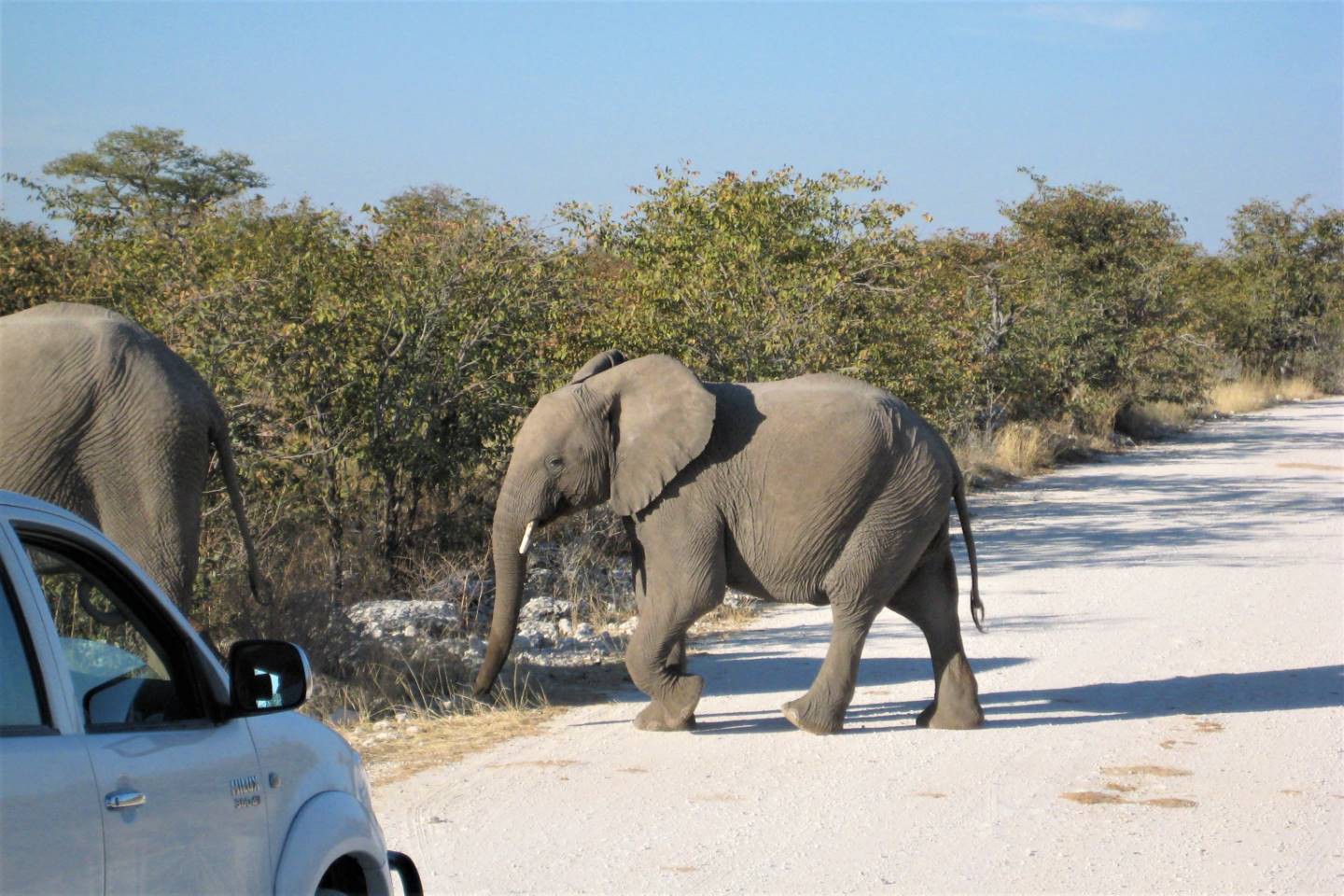 Etosha Nationaal Park