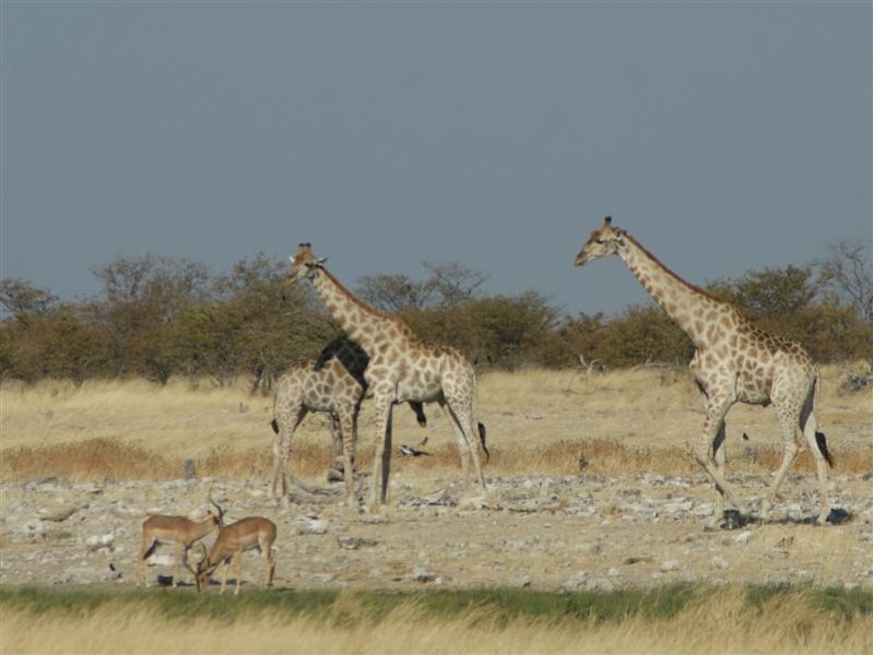 Afbeelding van Etosha Giraffes 937