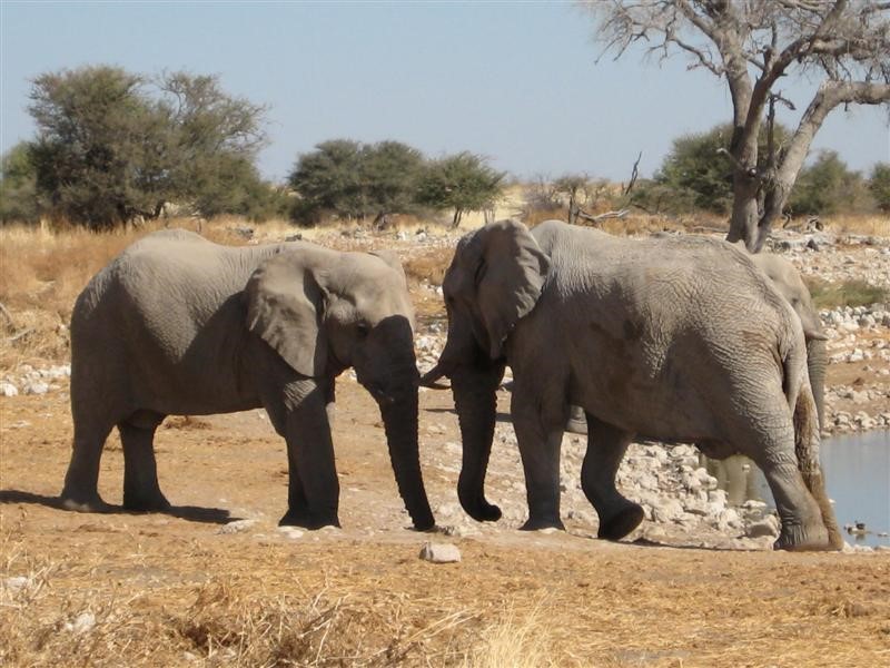 Afbeelding van Etosha Olifanten 932