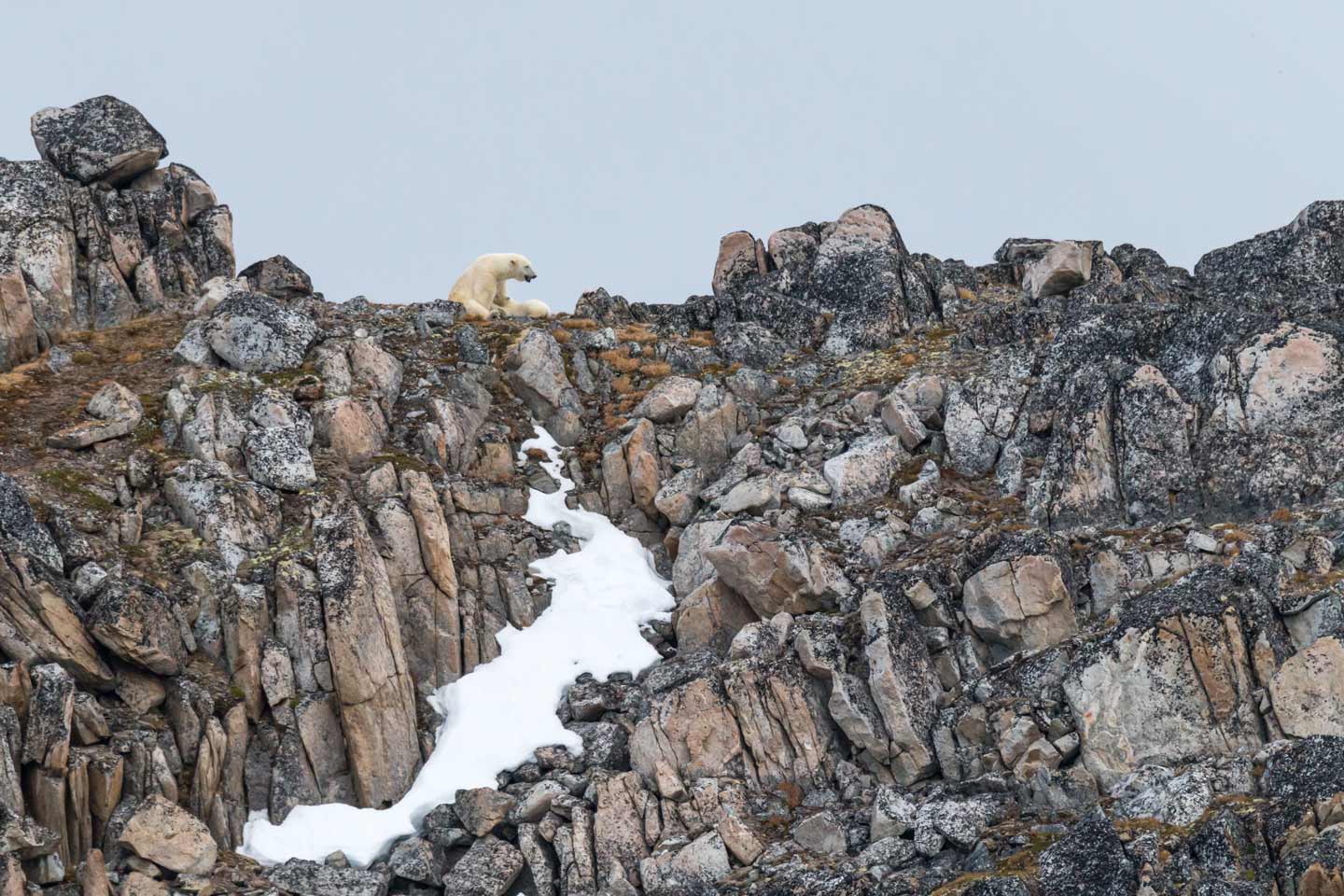 Afbeelding van Expeditiereizen Spitsbergen Zogende Ijsbeer Ramon Lucas