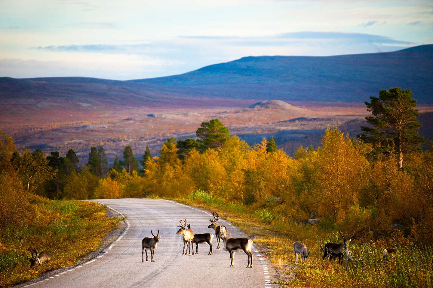 Afbeelding van Finland Rendier Norge Reiser Vastavalo