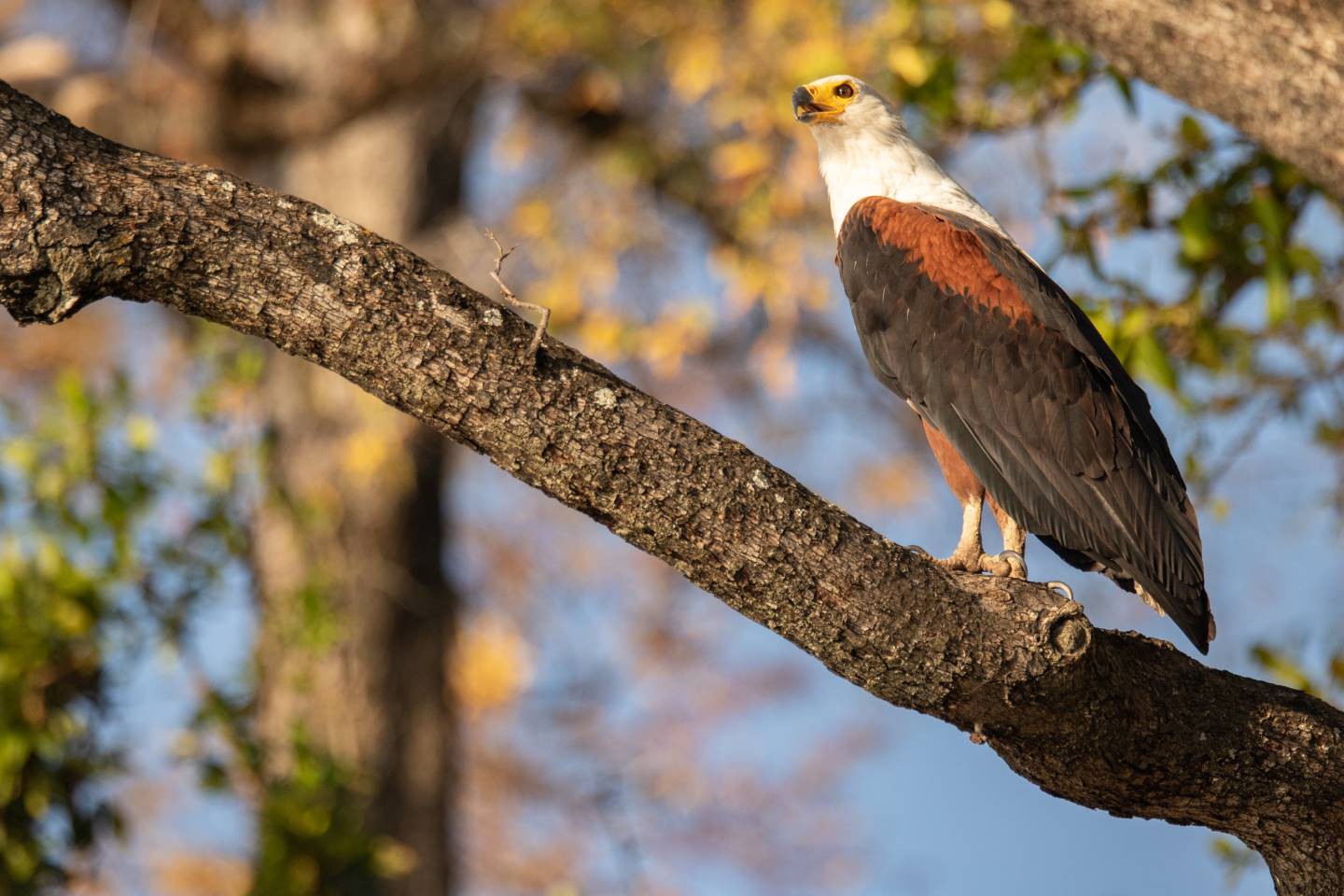 Afbeelding van Fish Eagle Chobe Bushwaysafari