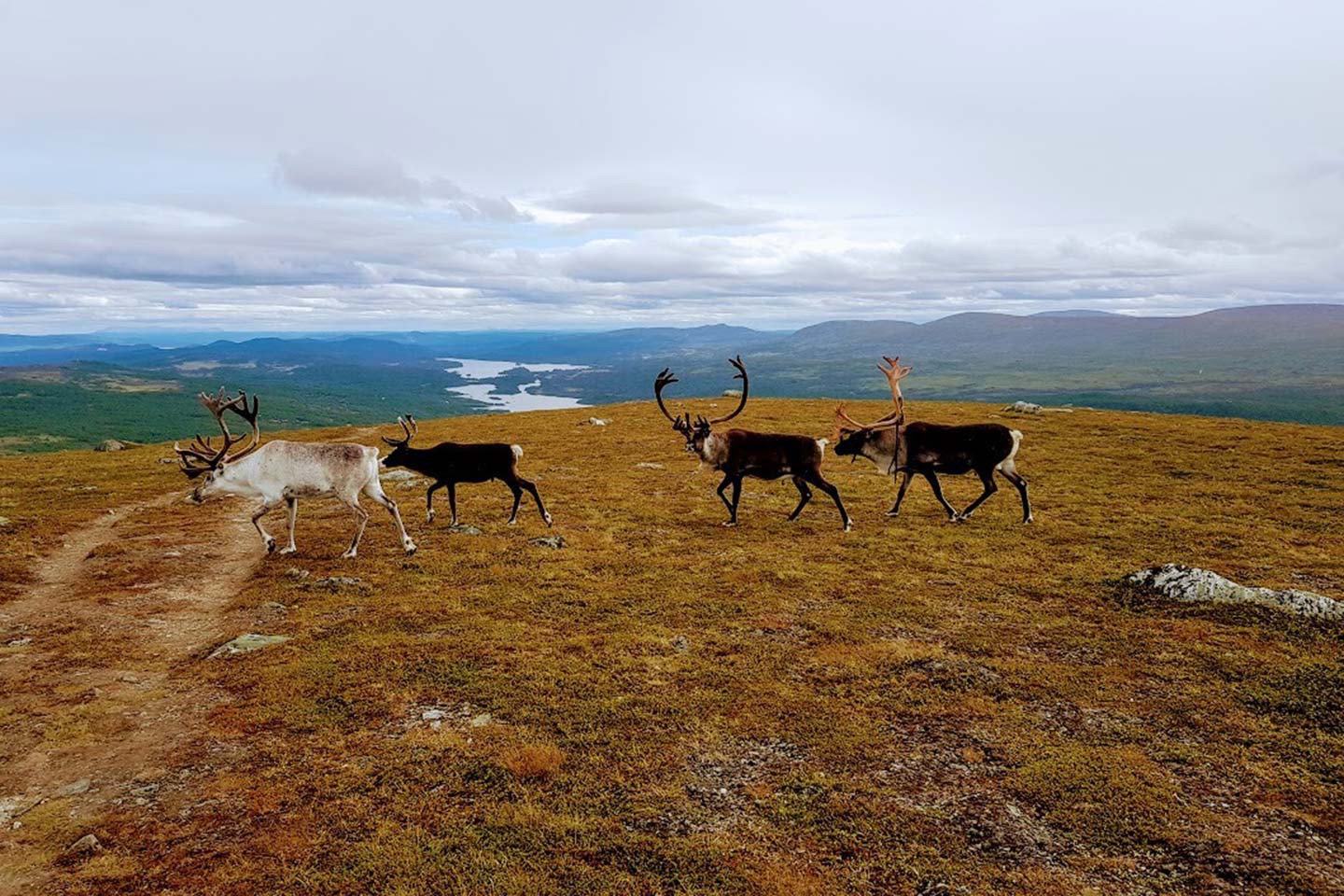 Tänndalen, Fjällnäs Camping en lodges