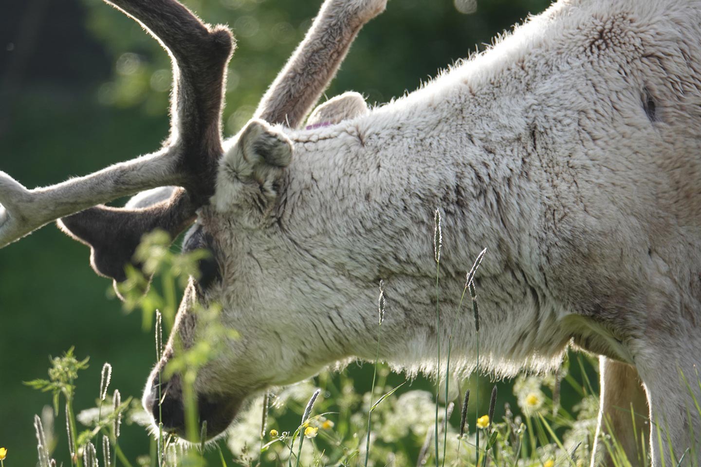 Afbeelding van Fjallnas Camping Zweden Tanndalen 8