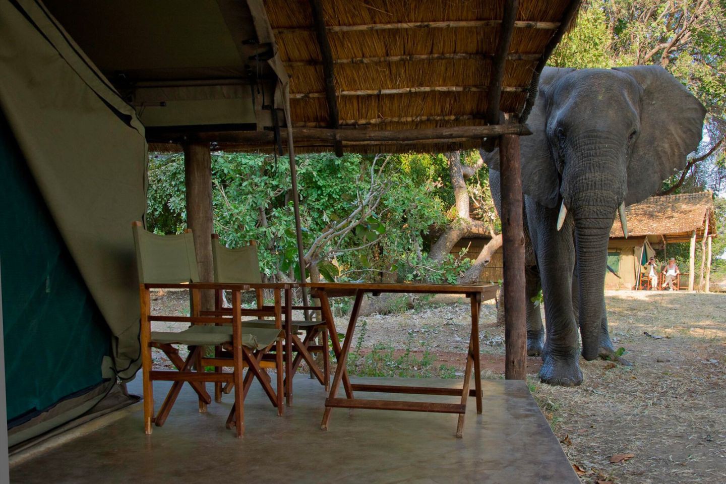 Flatdogs Camp - South Luangwa NP