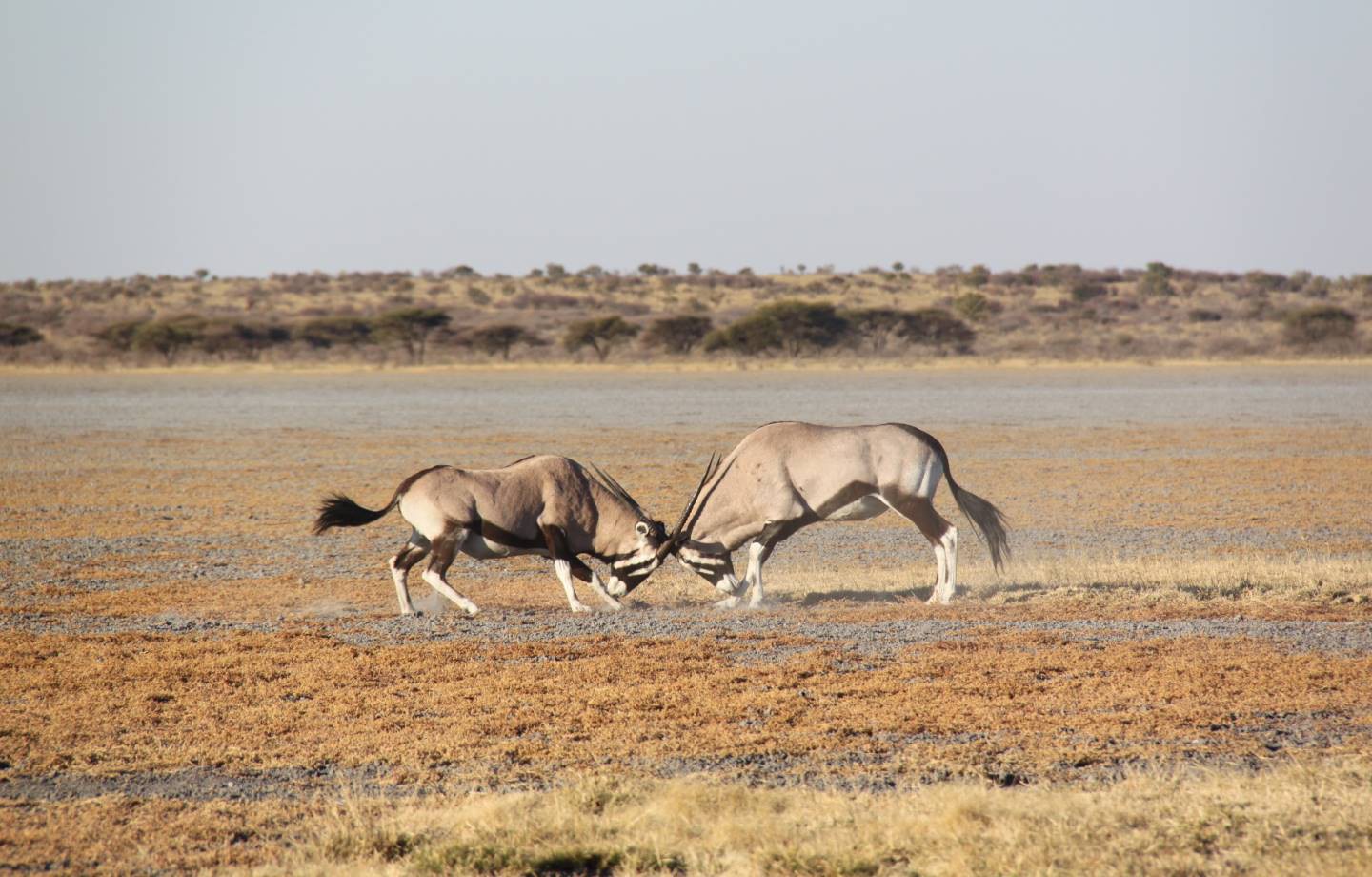 Centrale Kalahari Nationaal Park