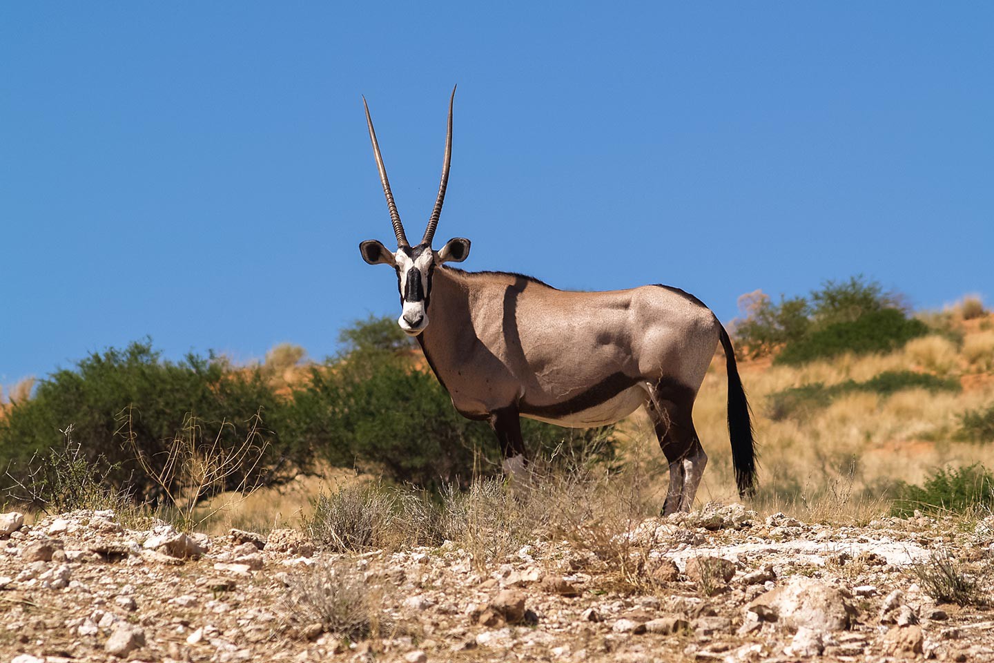 Afbeelding van Gemsbok Kgalagadi Transfrontier Park Suid Afrika Reise