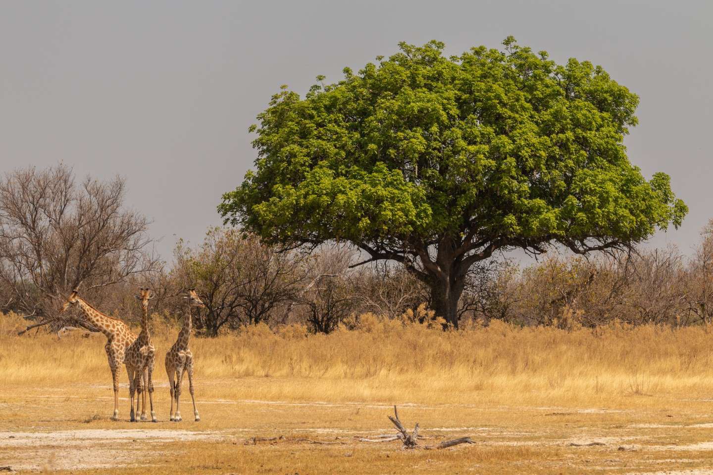 Okavango Delta