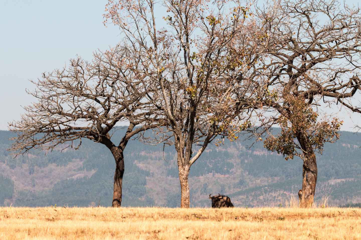 Mlilwane Wildlife Sanctuary