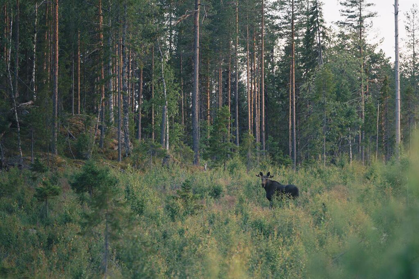 Granö, Granö Beckasin Lodge