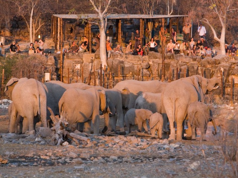 Afbeelding van Halali Elephant