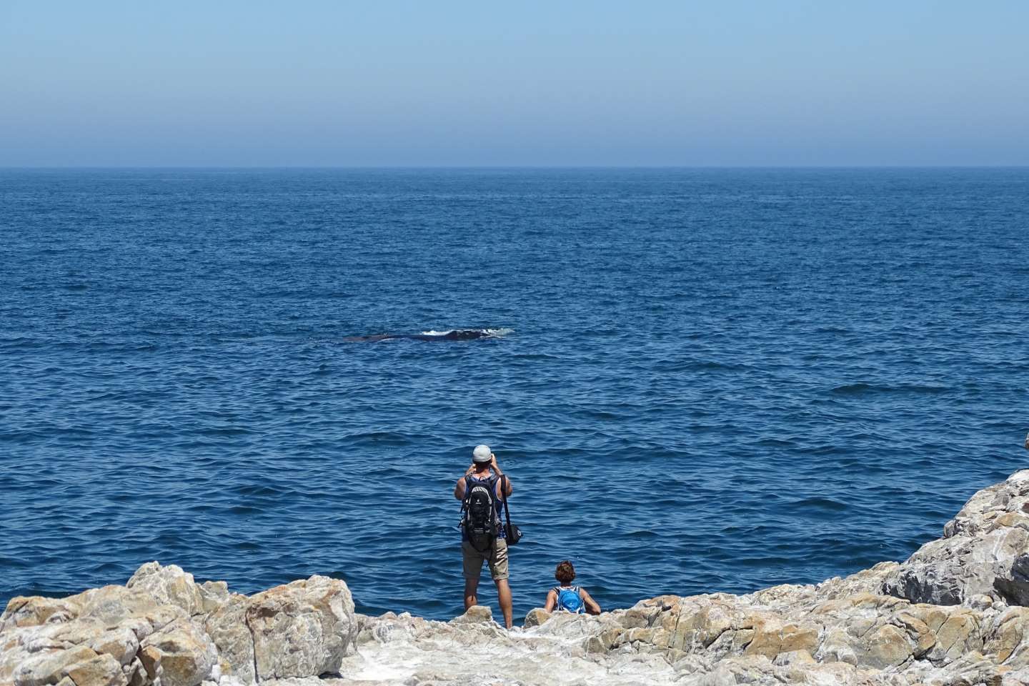 Walvissen in Hermanus