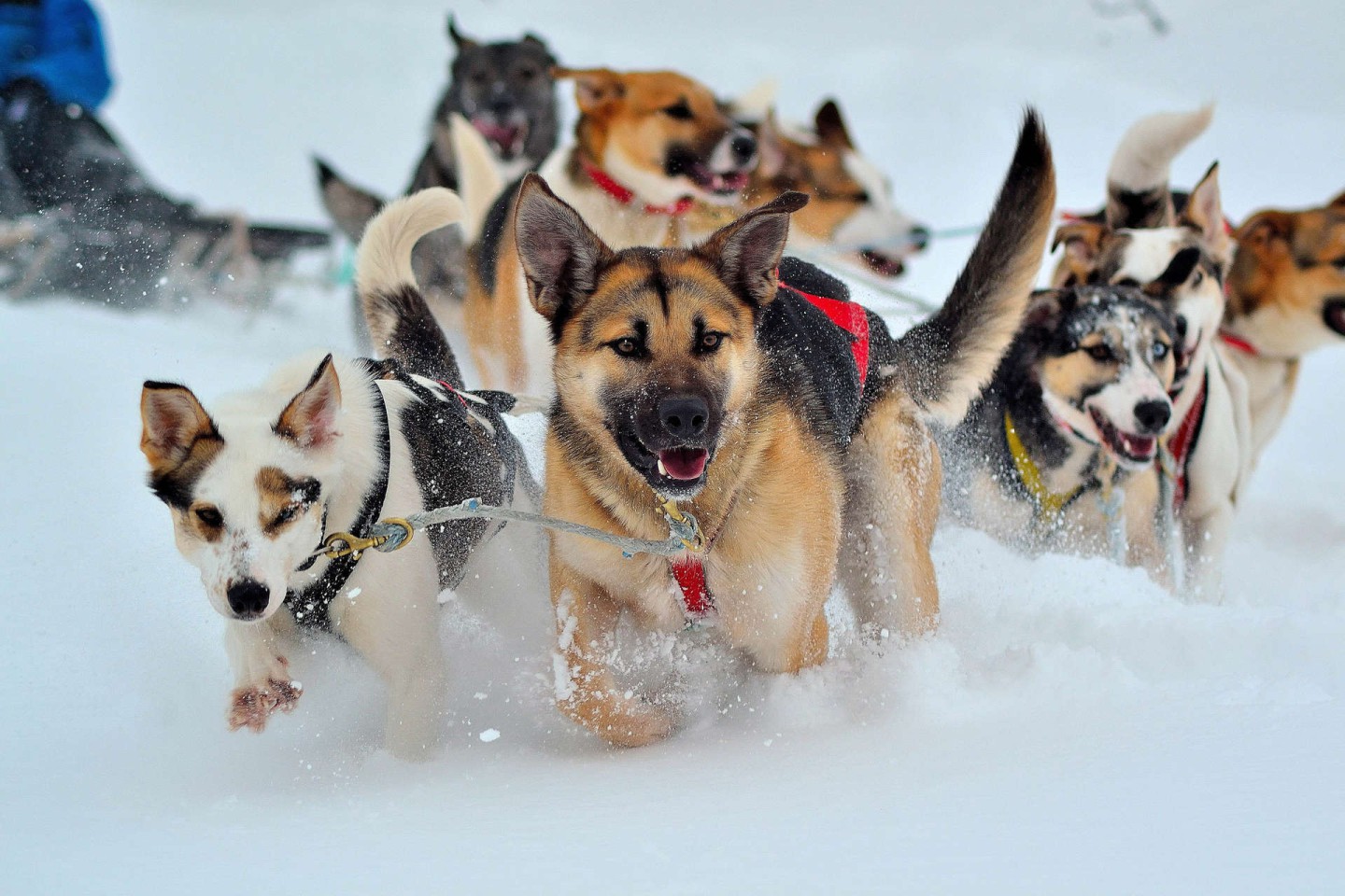 Afbeelding van Hondensledetocht Andoy Vesteralen Husky Andoy Peter Elch