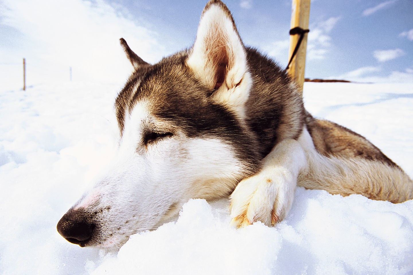 Afbeelding van Hondensledetocht Bjorkliden Henrik Trygg Sled Dog