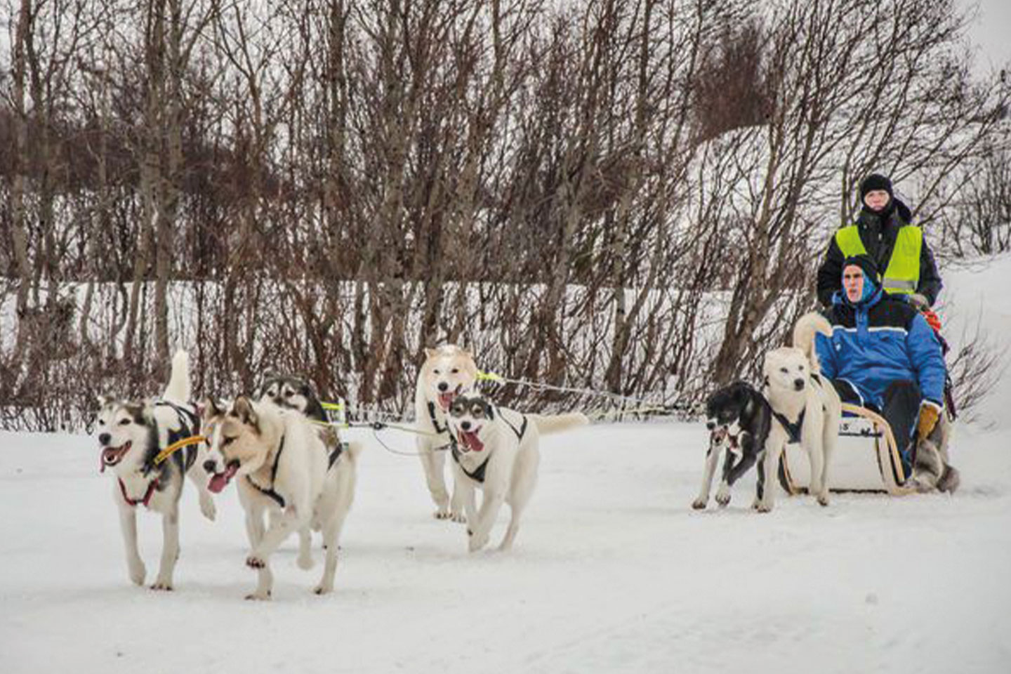 Hondensledetocht Kirkenes
