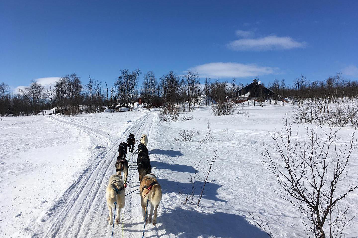 Hondensledetocht Kiruna