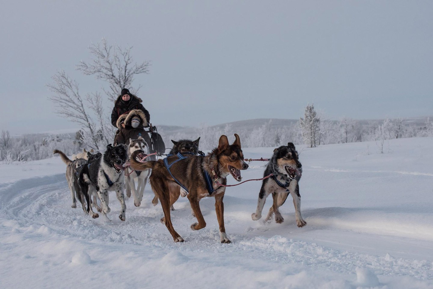 Hondensledetocht Kiruna