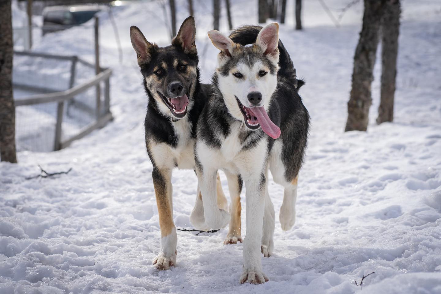 Afbeelding van Hondensledetocht Kiruna Sleddog Tours 3