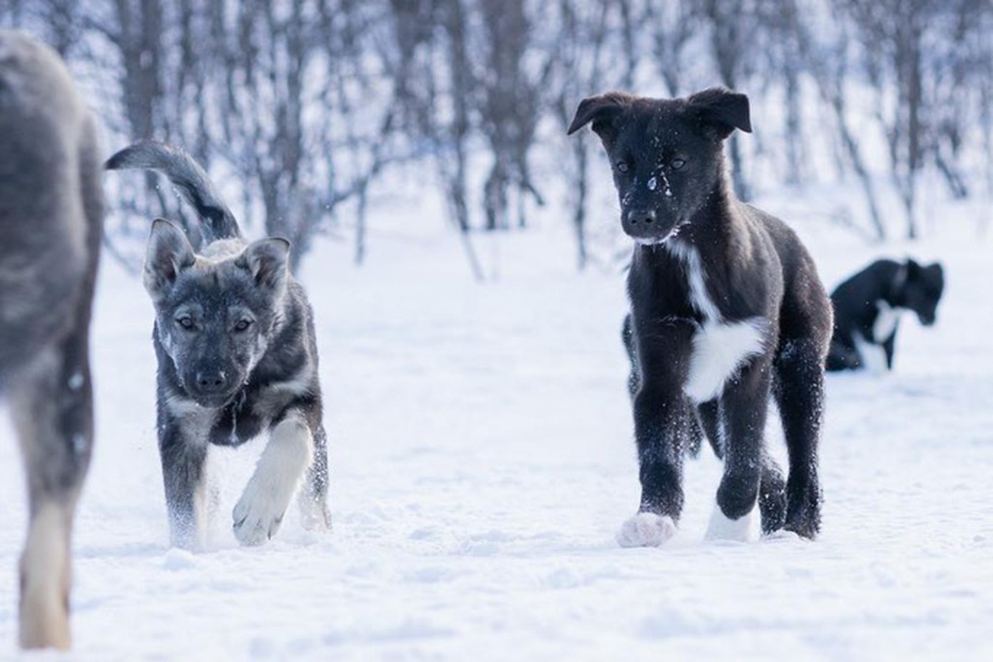 Hondensledetocht Kiruna