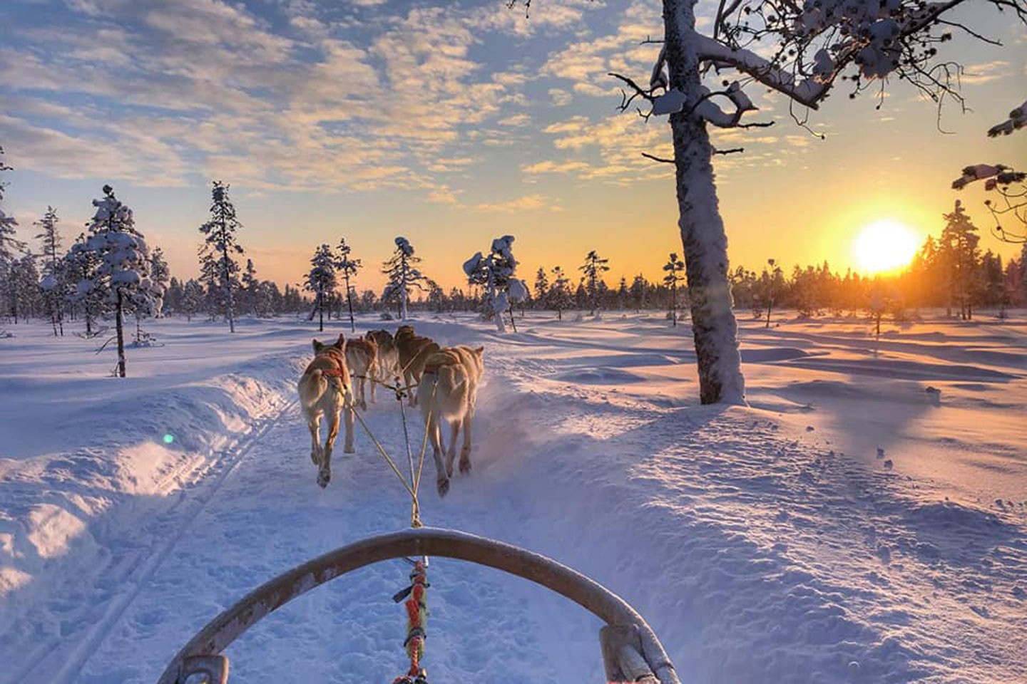 Afbeelding van Hondensledetocht Levi Lapland Safaris