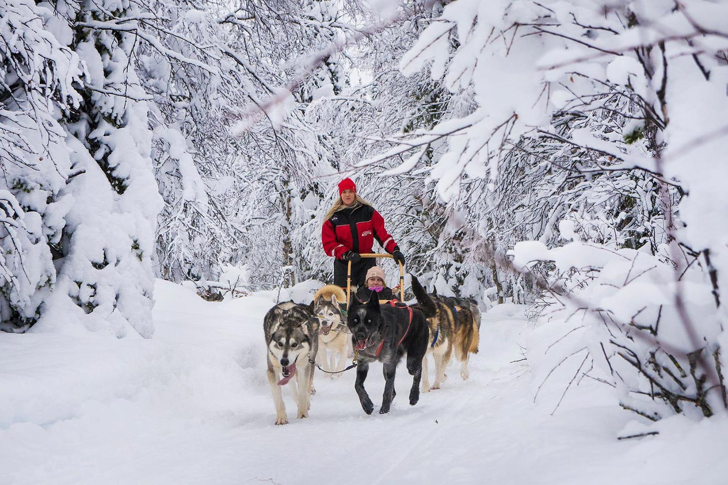 Afbeelding van Hondensledetocht Ruka Safari