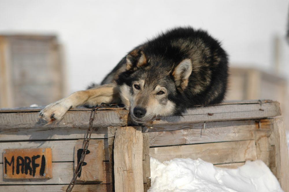 Hondensledetocht Spitsbergen