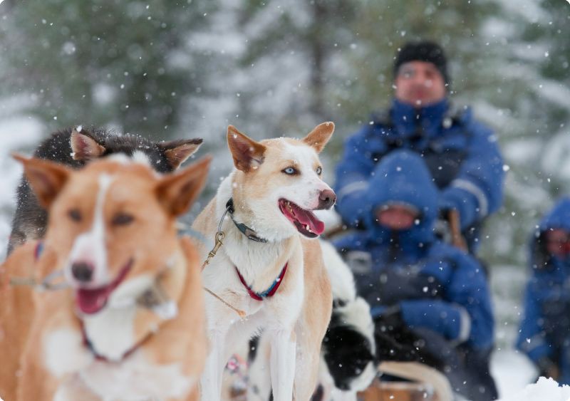 Hondensledetocht Tromsø