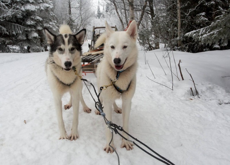 Afbeelding van Hondensledetocht Zweden