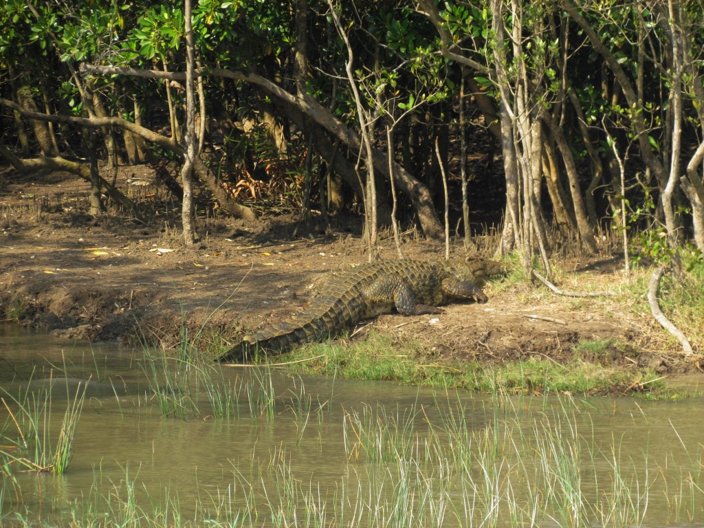 Afbeelding van ISimangaliso St Lucia Wetlands