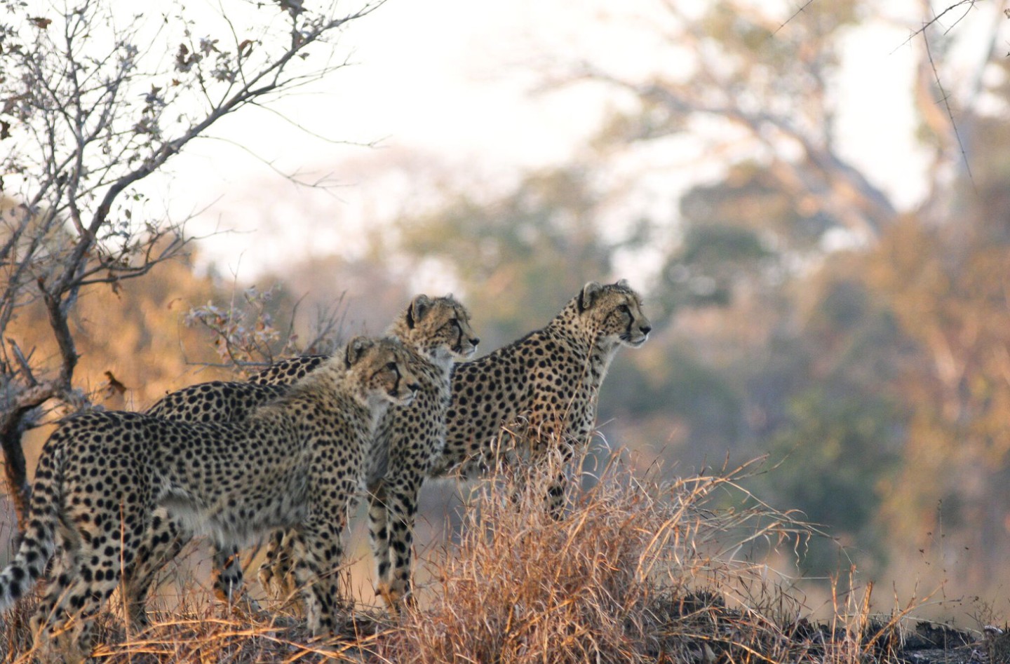 Afbeelding van Kafue Np Luipaarden