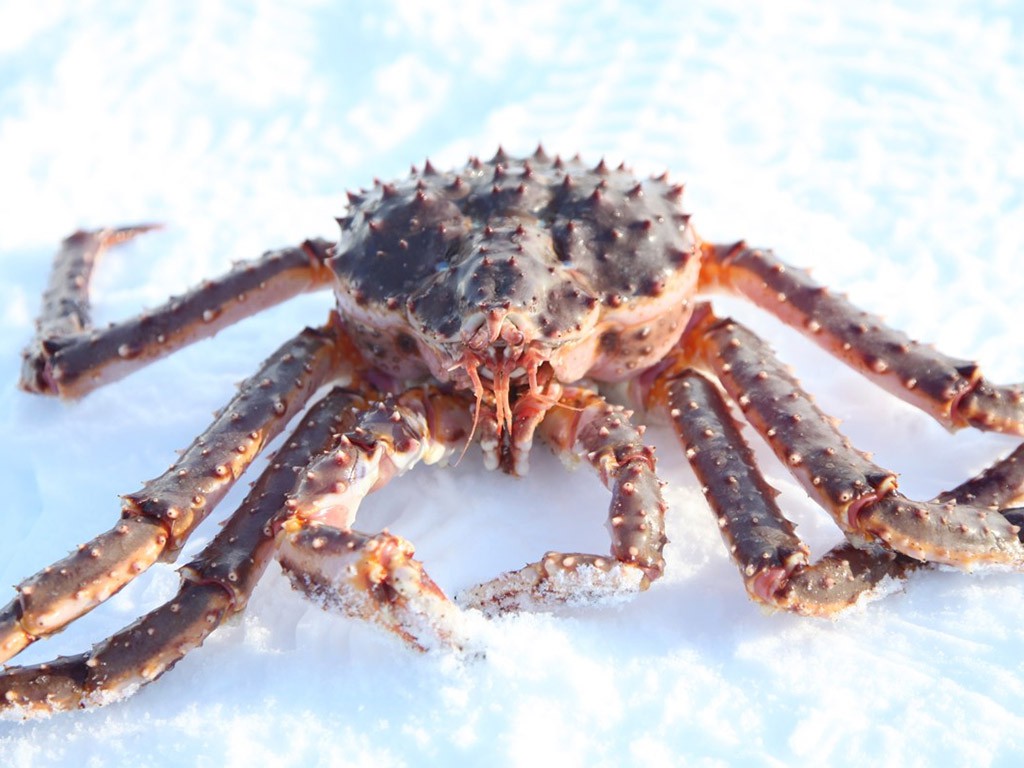 Kingcrabsafari Kirkenes